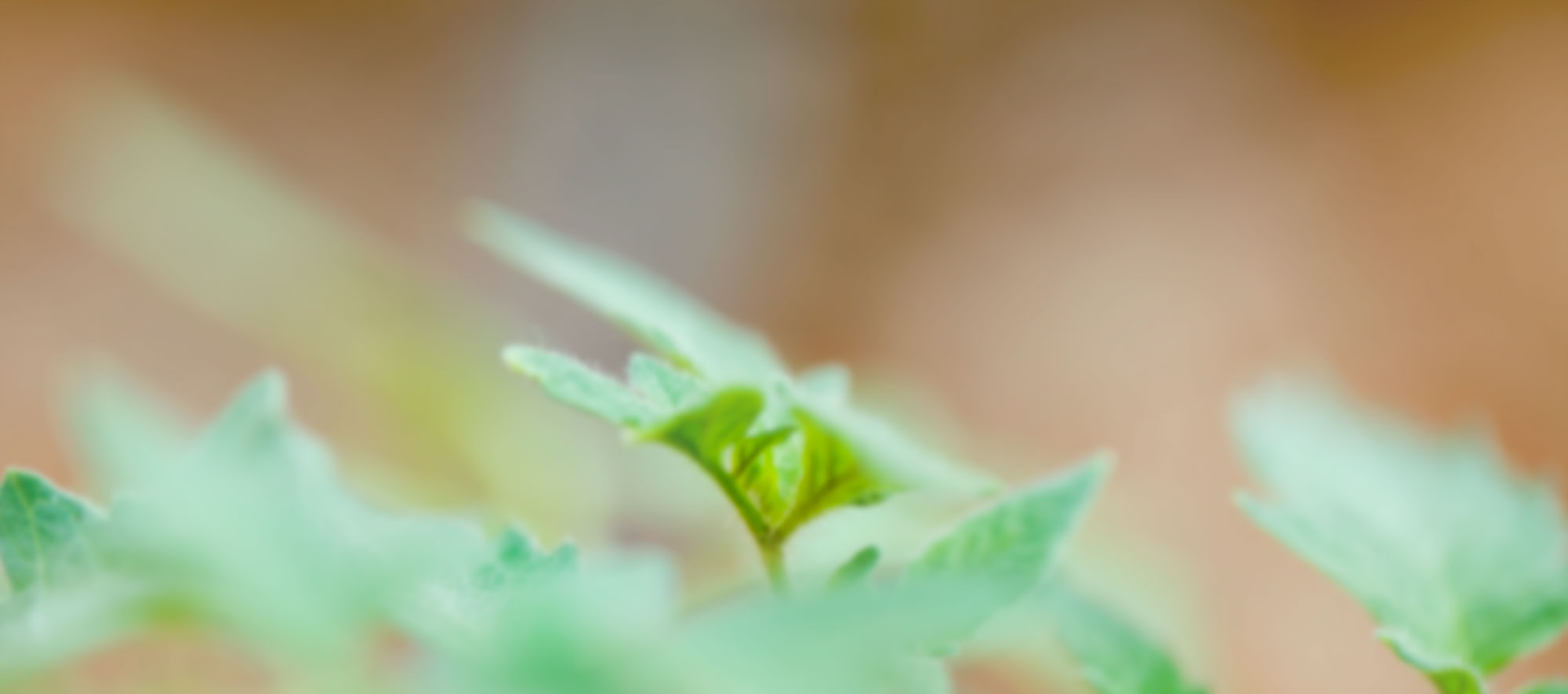 Prasino_fyto_white_tint-2000px-60-25opacity