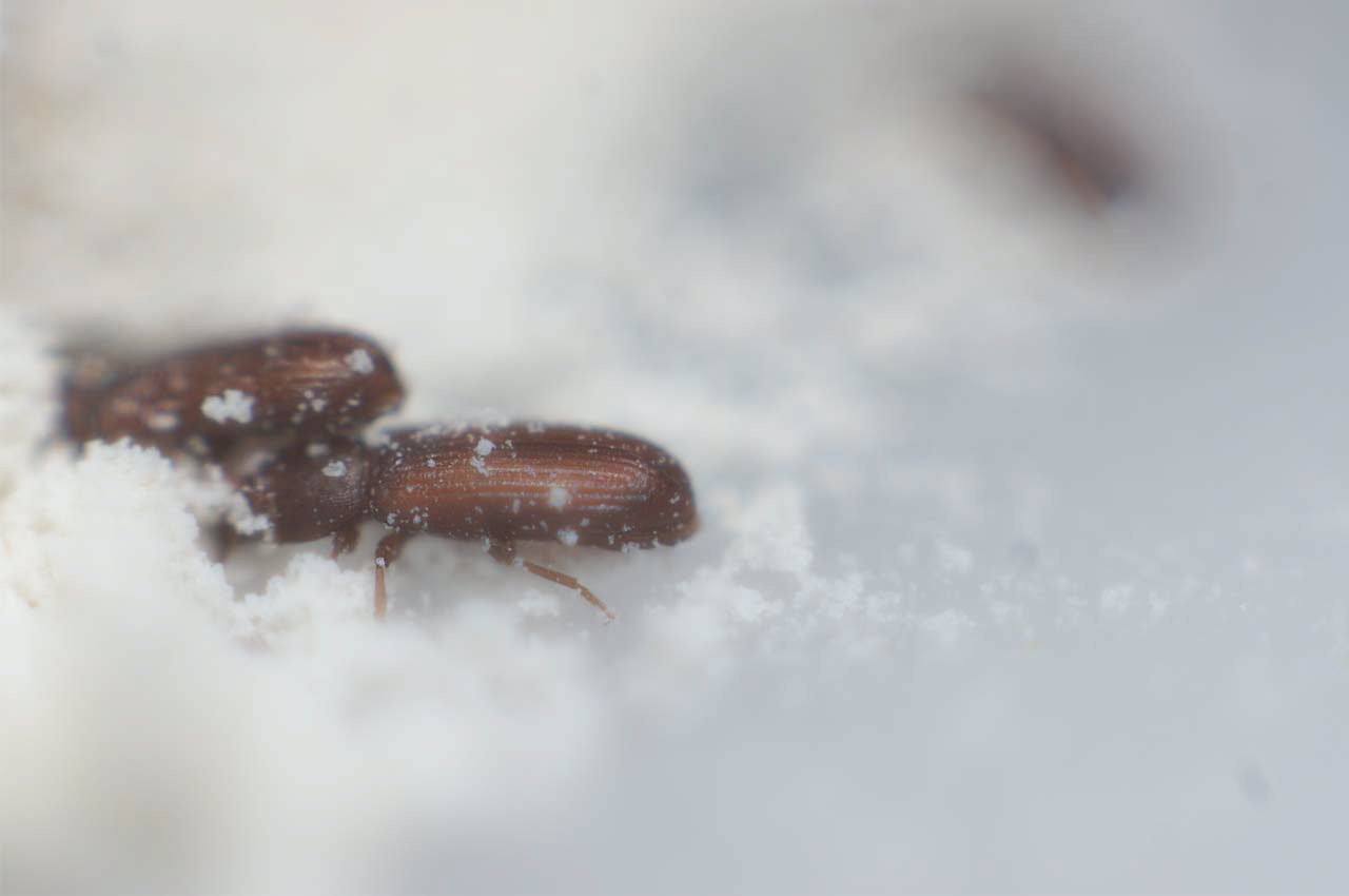 Εντομα αποθηκών