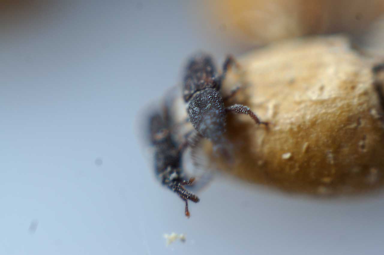 Δημόσια Υγεία