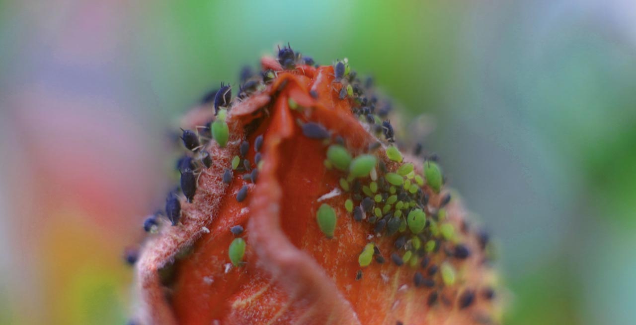 Αντιμετώπιση σαλιγκαριών