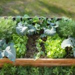 Η ανοιξιάτικη φροντίδα ενός οικολογικού και βιώσιμου οικιακού λαχανόκηπου