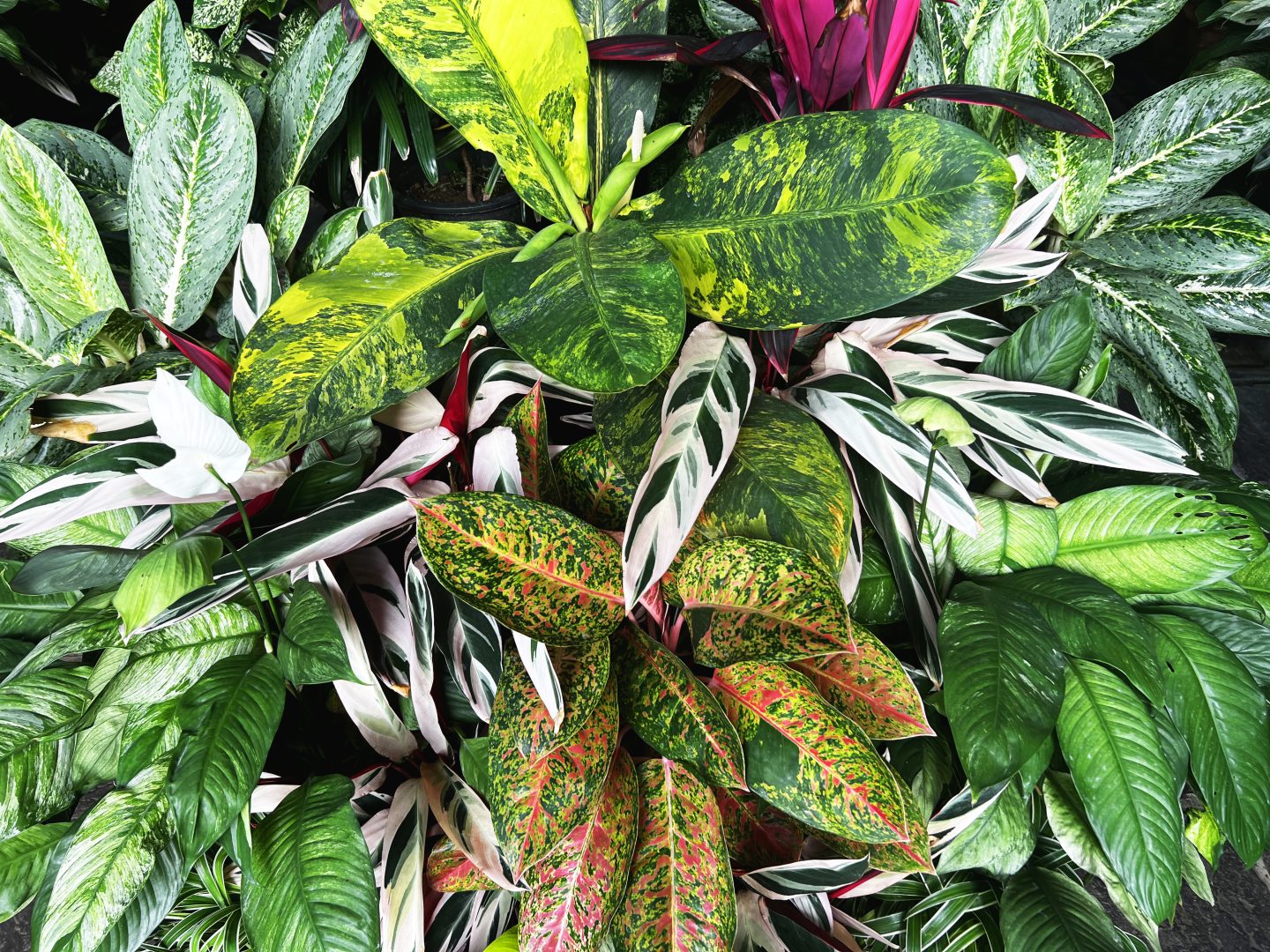 Γεμίστε με “πράσινο” το σπίτι και το γραφείο για πραγματικό “καθαρό” αέρα αλλά ψυχοσωματική ευεξία!