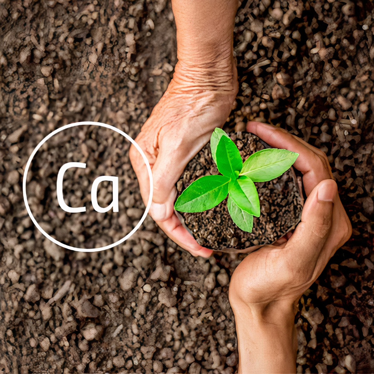 Όλα όσα θέλετε να ξέρετε για το ασβέστιο στις καλλιέργειες των φυτών