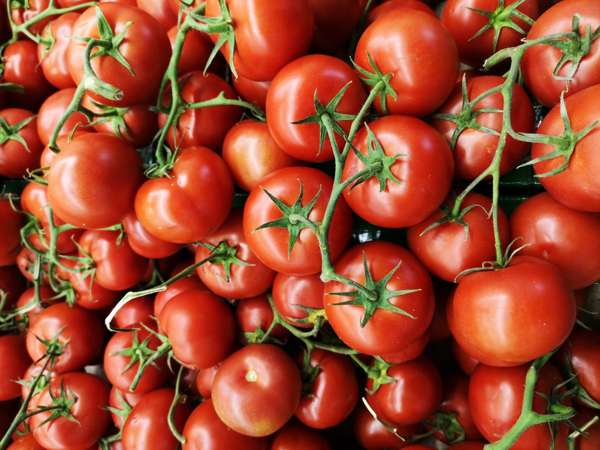 Τομάτες σε γλάστρα στο τέλος του καλοκαιριού: 3 χρήσιμες συμβουλές