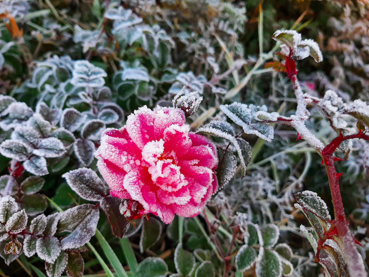 Πάγος πάνω σε ροζ τριαντάφυλλο